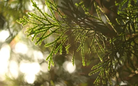 Juniper Tree Spiritual Meaning: Protection, Purification, and Ancient Wisdom